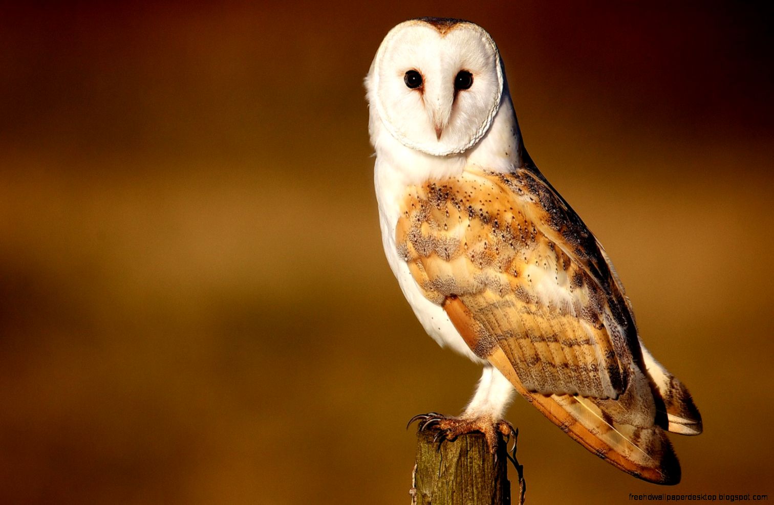 Beautiful Barn Owl