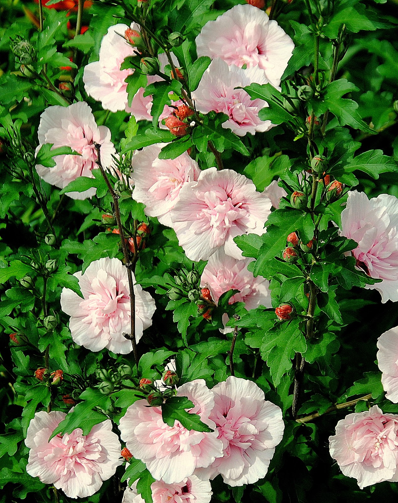 Camera on King & Aurora Rose of Sharon finally blooms