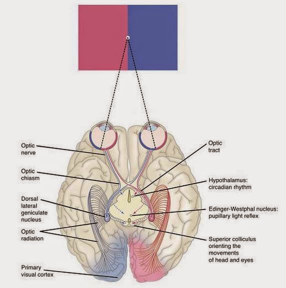 Eye Opener: Physiology - Visual pathway