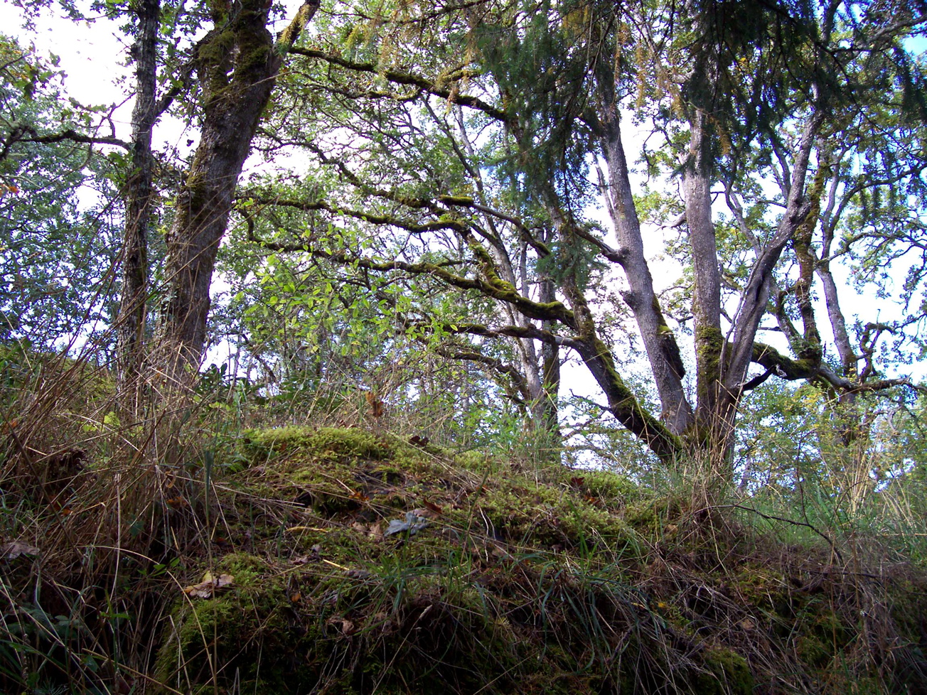 Vancouver Island Big Trees Garry Oak Habitat Threatened