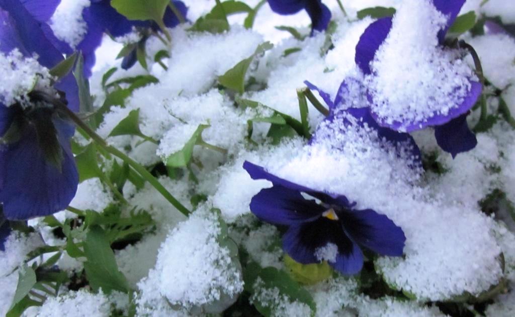SmallButCharming Snow Falling On Pansies