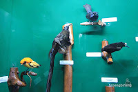 museum zoologi bogor
