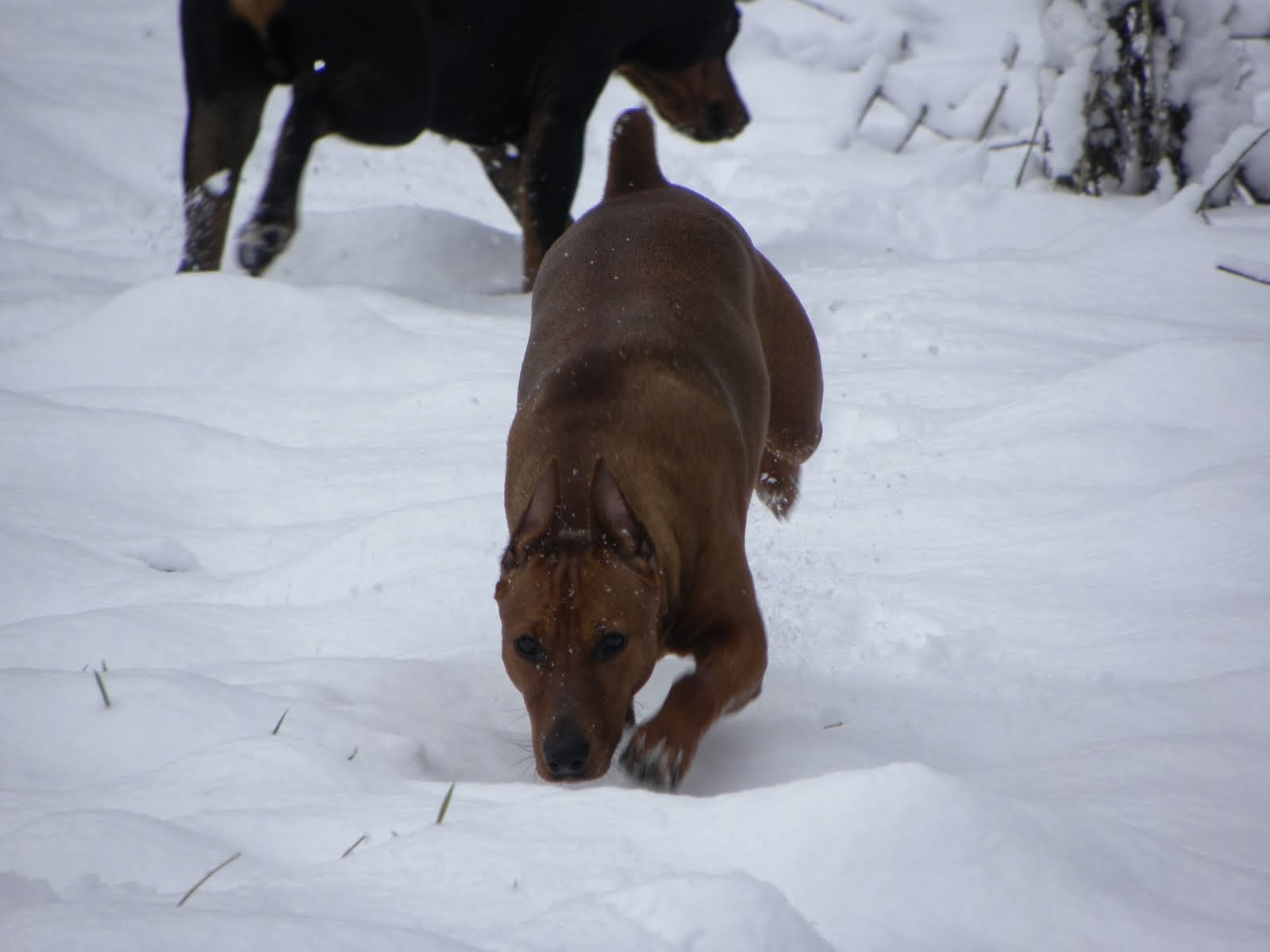 Intense Pinscher!