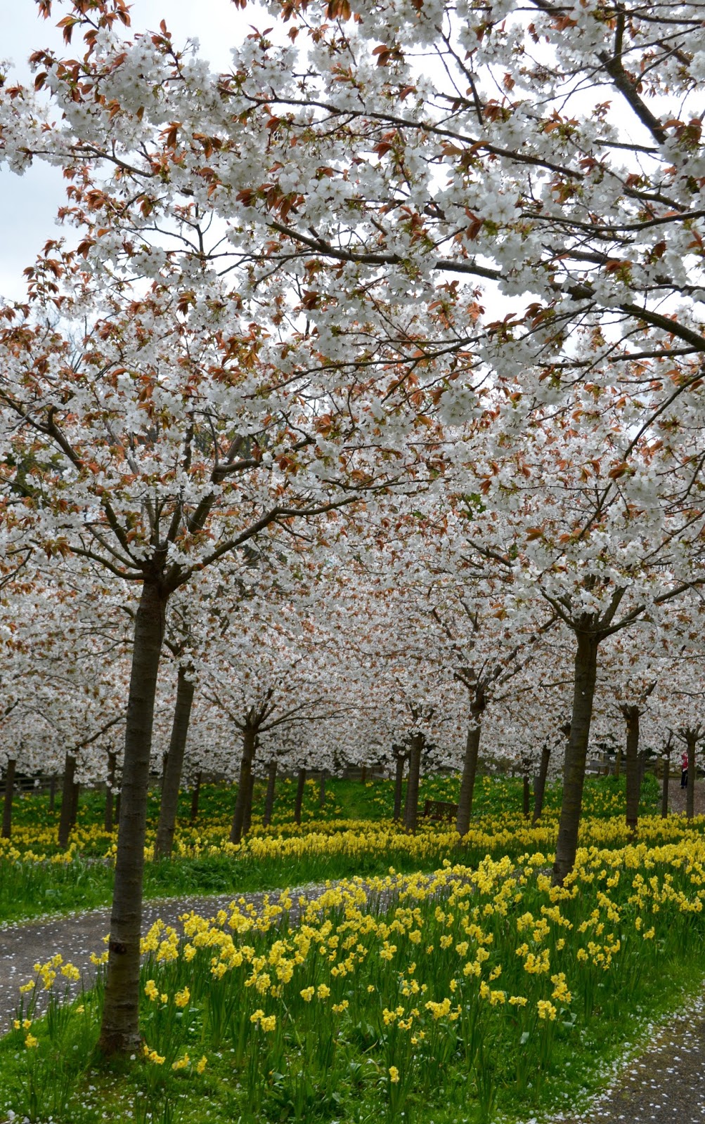 The Cherry Blossom Orchard at The Alnwick Garden North East Family Fun