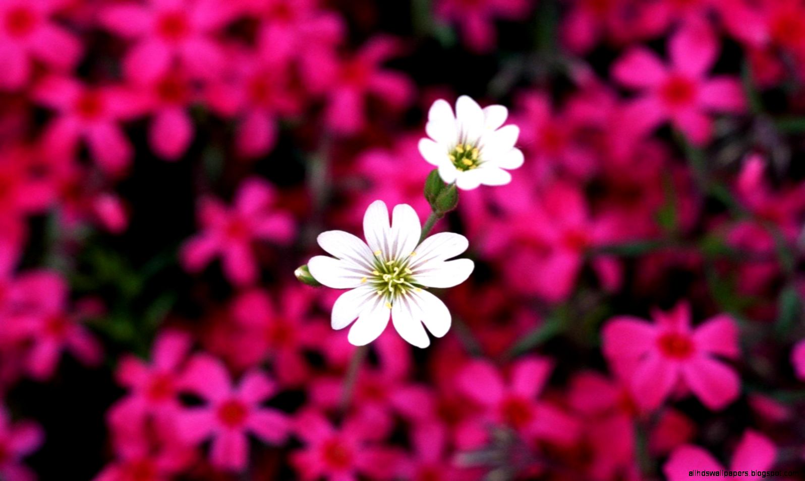 Flowers Desktop Wallpaper 7030549