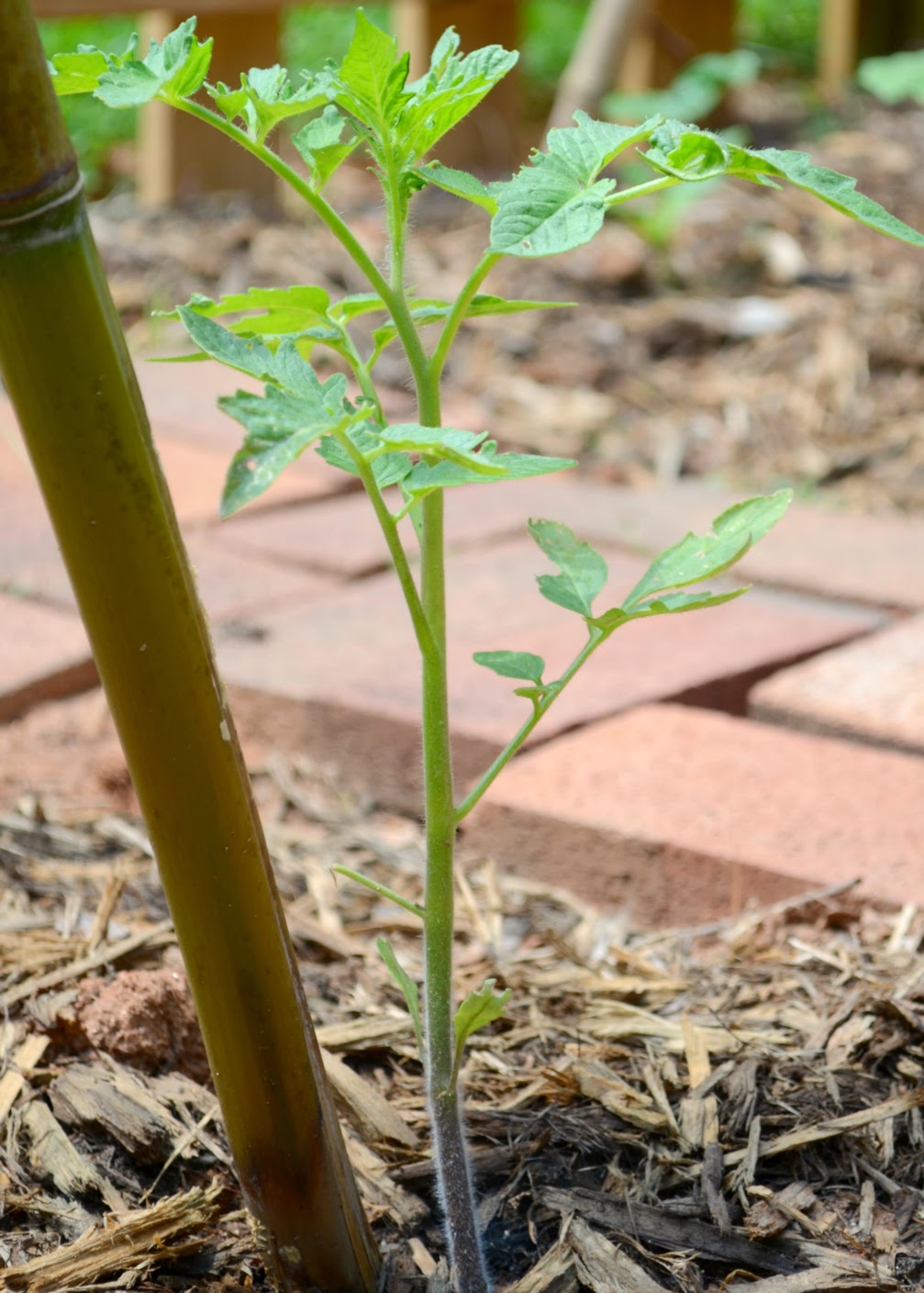 I can't wait to make some fried green tomato sandwiches!