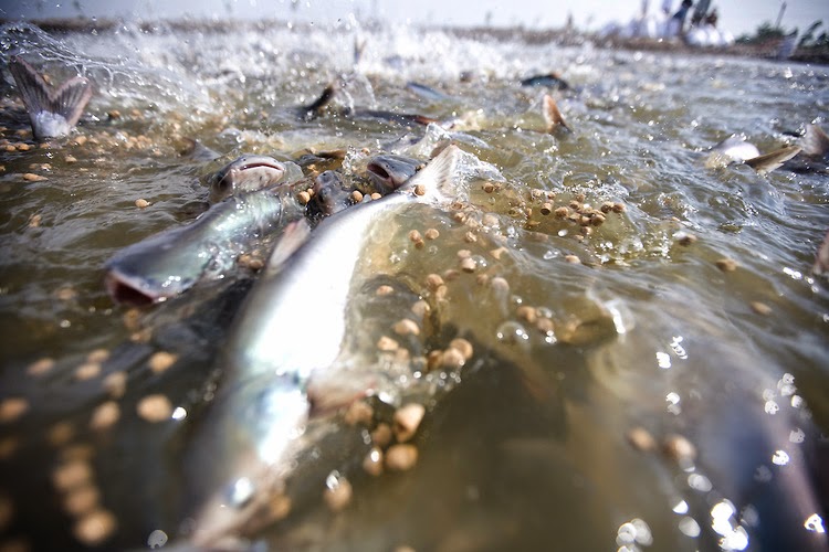 Tilapia or Catfish farming can be done Zimbabwe Farming