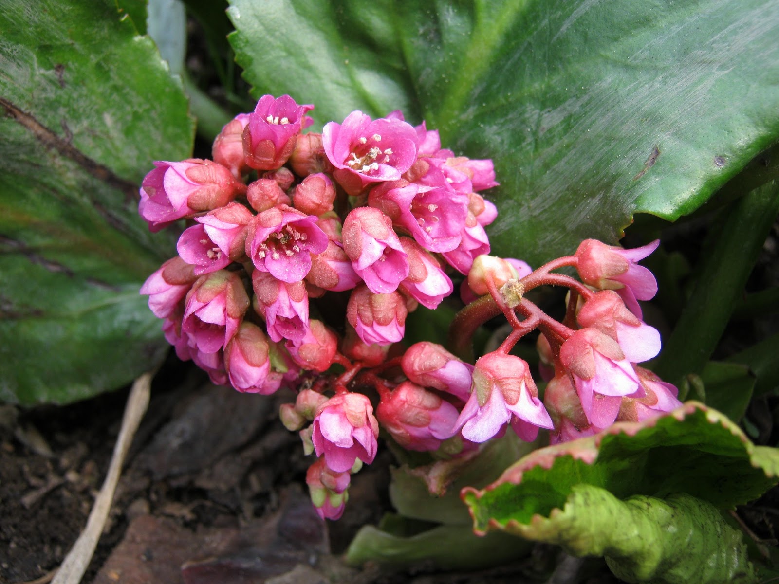 Бадан галина серова фото