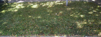 Lawn Section 2 Before Renovation