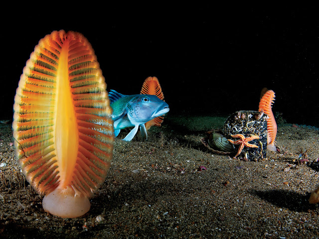 9 Strangest Ocean Phenomena You Wouldn't Believe Actually Exists!