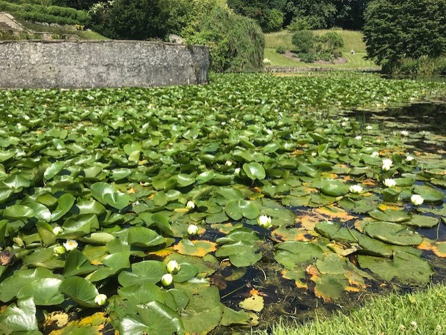 Large pond full of lilys