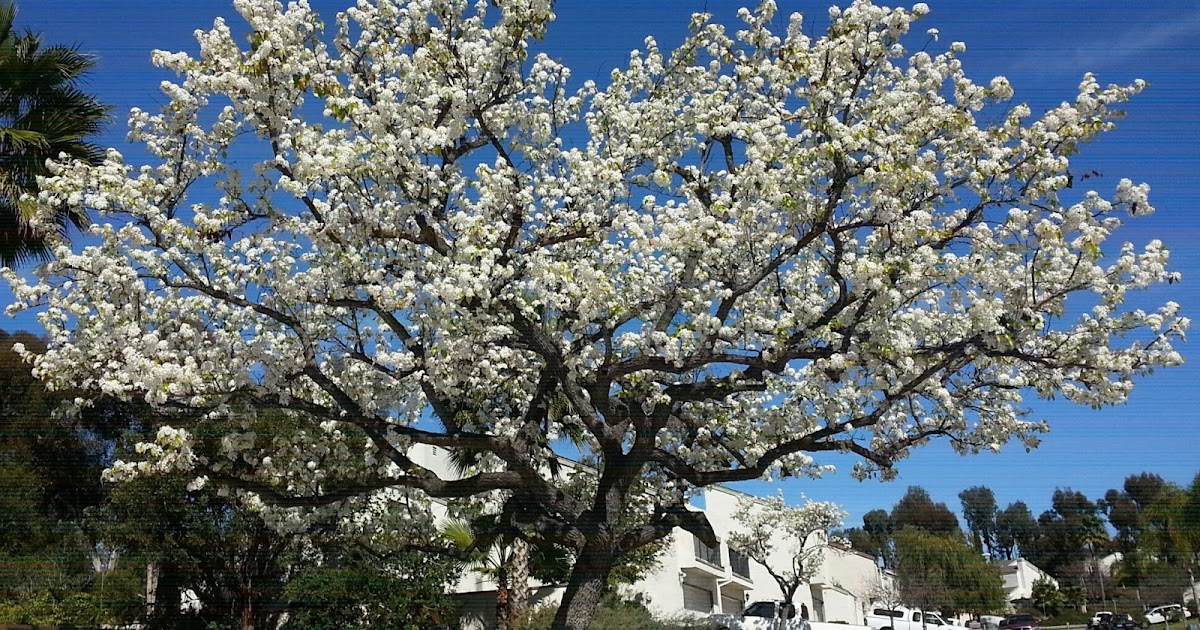 The 2 Minute Gardener Photo Evergreen Pear Tree (Pyrus kawakamii)
