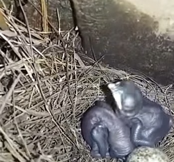 Mengetahui Tempat Sarang Burung Kacer Di Habitat Aslinya Paling