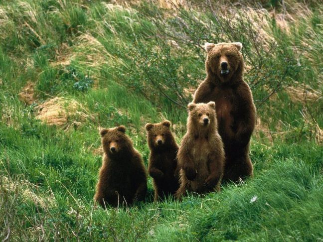 bear-family.Jpg