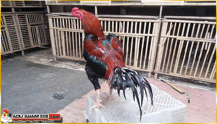 Ciri Ciri Sisik Kaki Ayam Bangkok Pukul Mati