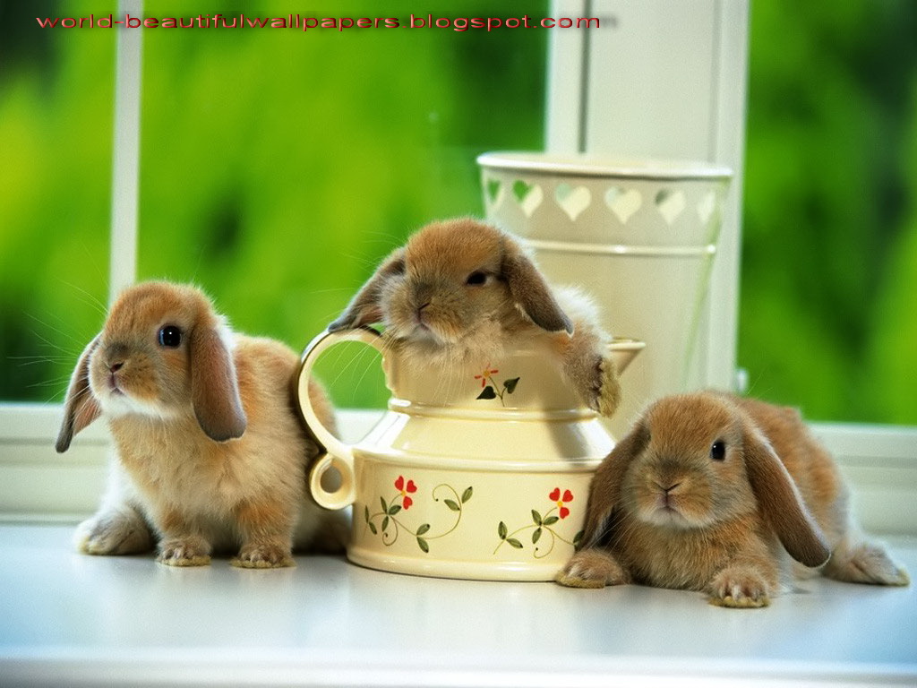 Beautiful Wallpapers: rabbits picture