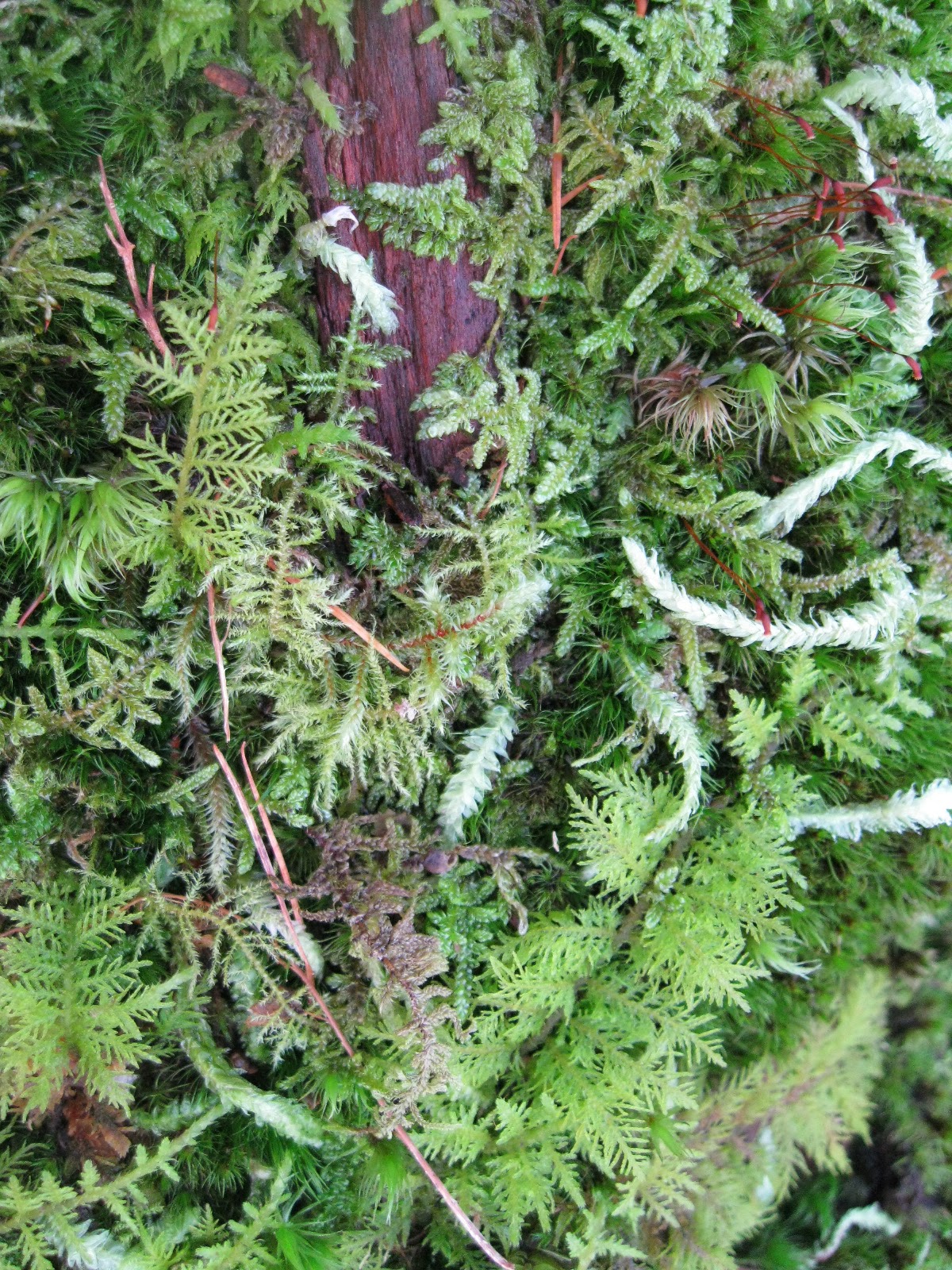 free download types of moss free download types of moss