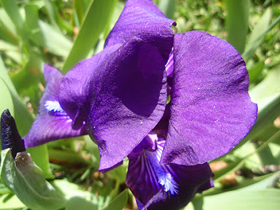 Lirio silvestre (Iris Lutescens) flor silvestre morada