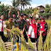 Danramil Bersama Babinsa Koramil Karangpucung Turun ke Sawah Panen Raya Poktan Reksa Bumi