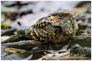 Common Pauraque (Nyctidromus albicollis)