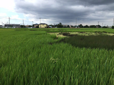 こしがや田んぼアート2015食戟のソーマ（8/23の様子）