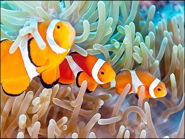 Gambar Ikan Badut Asli Dan Kartun Unik Cantik Serta Lucu