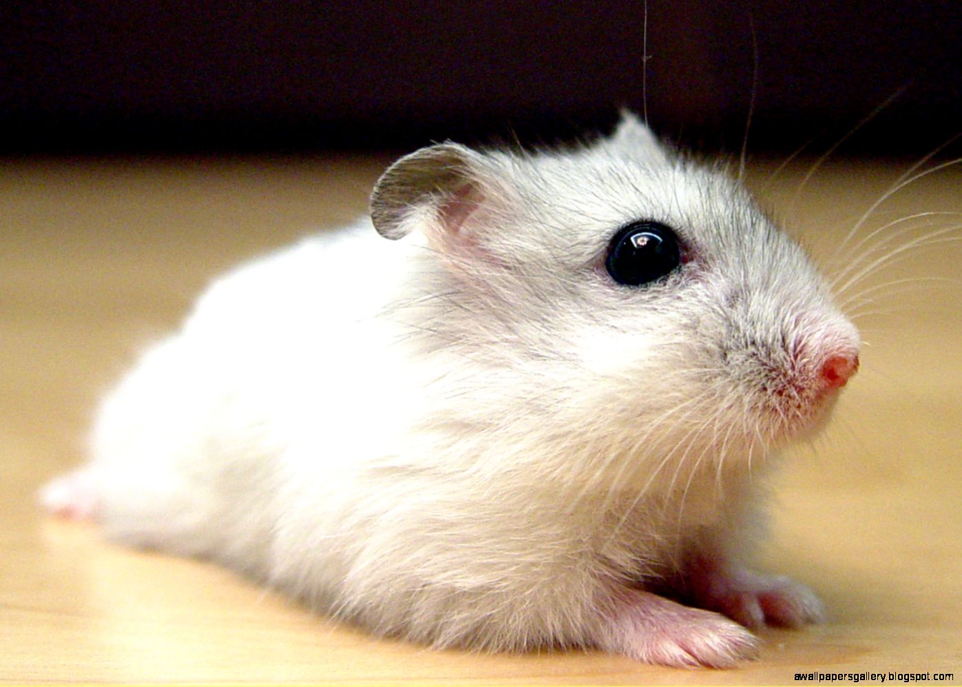 Really Cute Baby Hamsters Wallpapers Gallery