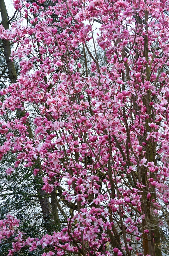 29+ Magnolia Arbre Fleur Blanche Télécharger