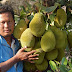 BIBIT NANGKA SAYUR