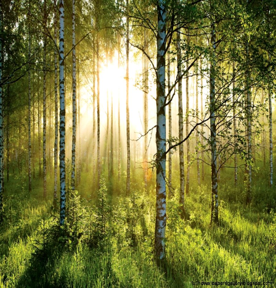 Forest Mural Wallpaper Uk   The Best Wallpaper and Backgrounds