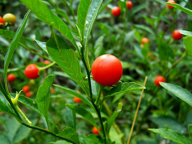 800px-Solanum_pseudocapsicum.jpg