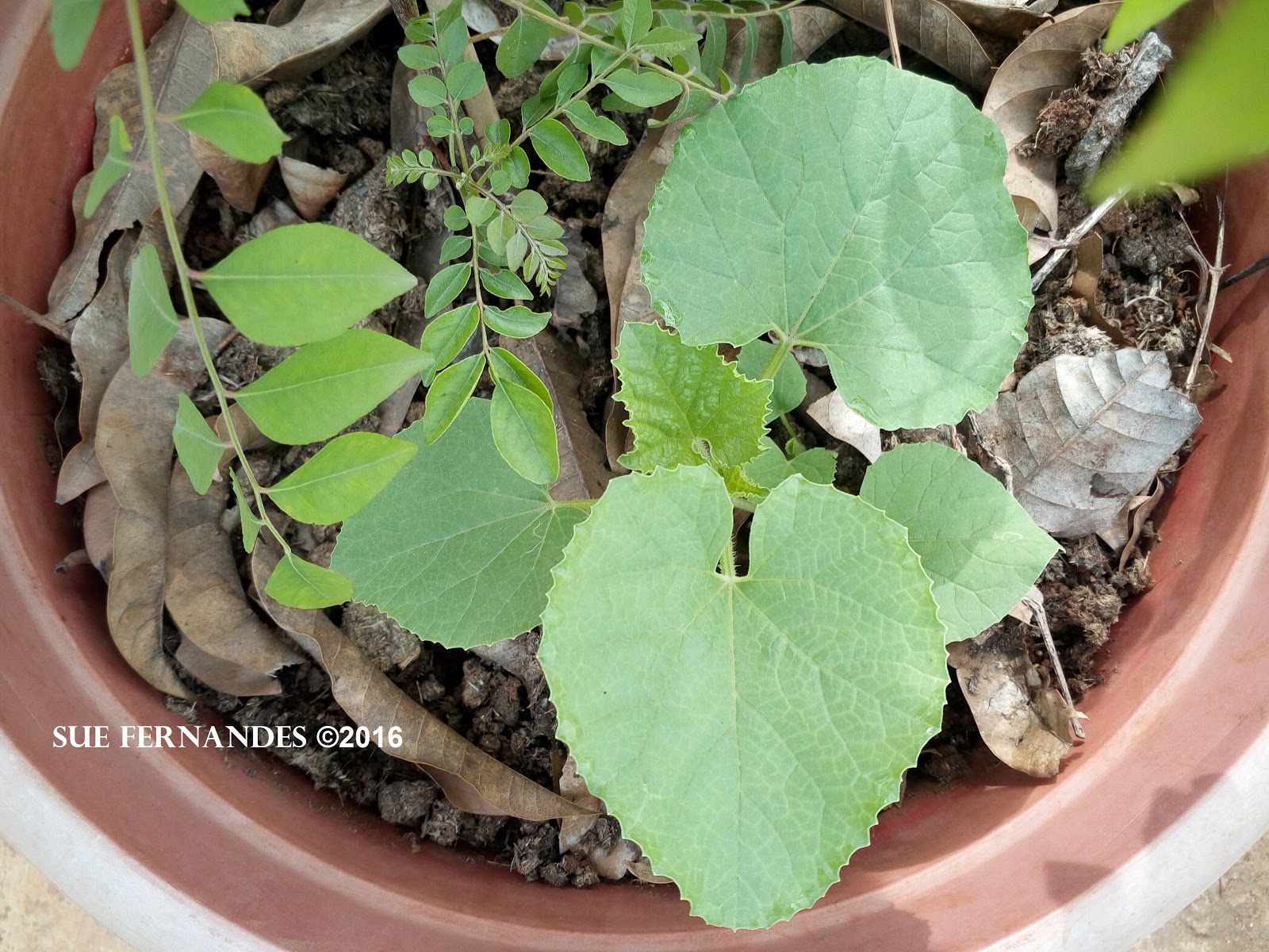 Plants Growing In My Potted Garden. Growing Field Marrow/Madras