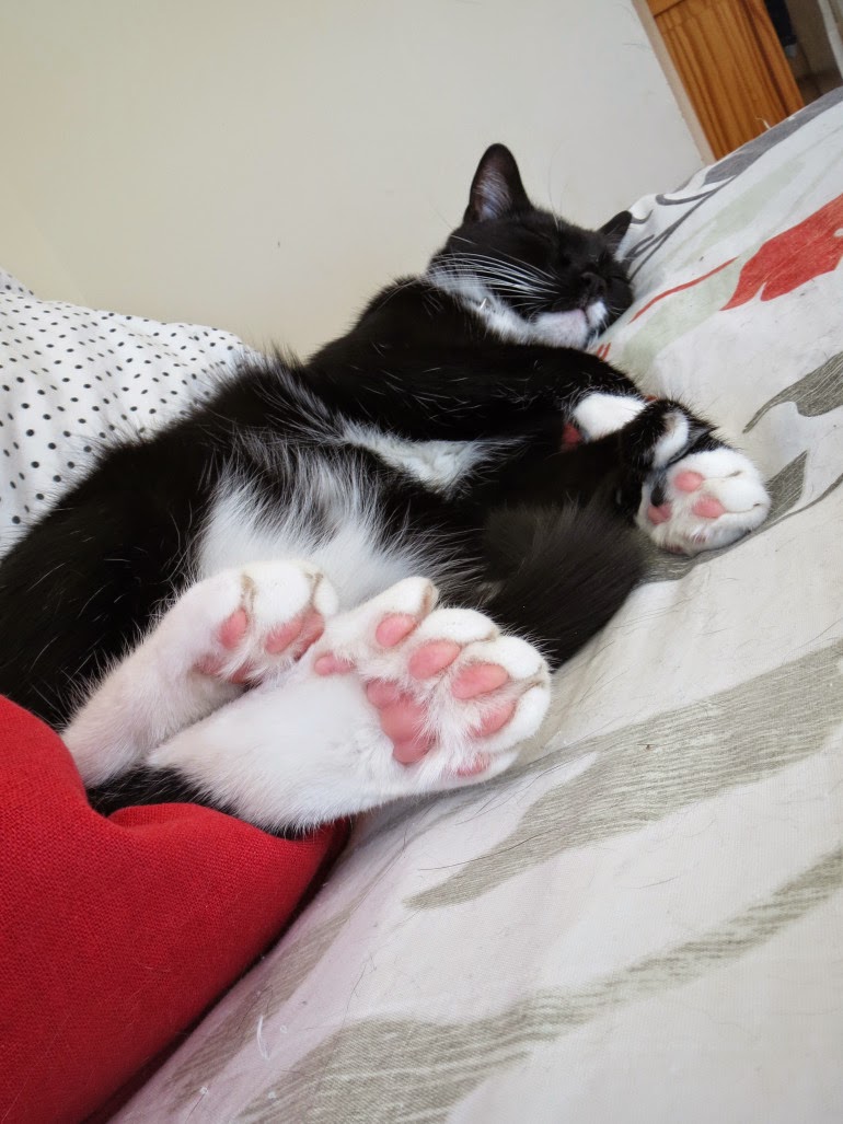 I Have Seen The Whole Of The Toesday's Cat Is Full Of Toe