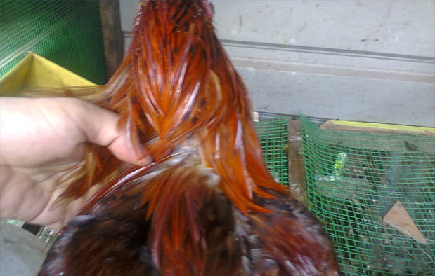 Ayam Bangkok Birma Ayam Bangkok Birma