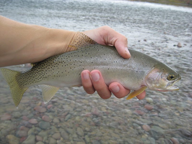 Clayti-Bug Trout Adventures