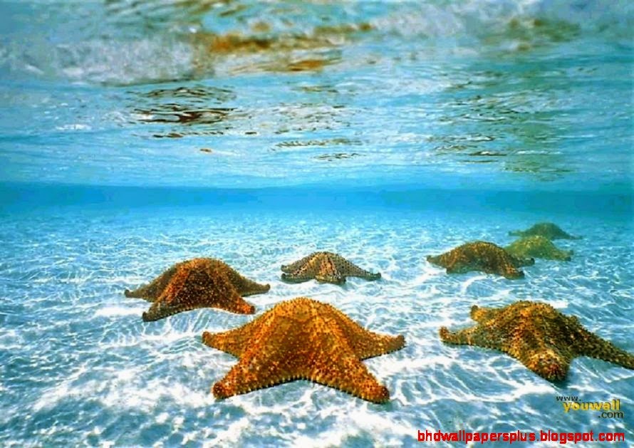 42 Under The Sea Wallpapers  Photo Collection   Graphics Arts