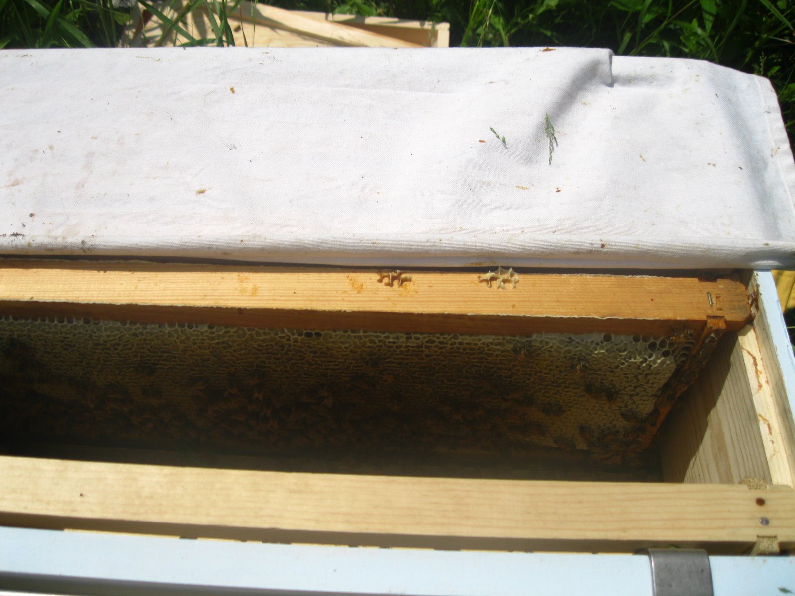 Linda's Bees Foundationless Frames Need a Ladder!