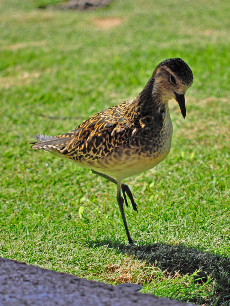 Ferd and Beth in Hawaii Some common birds on Oahu