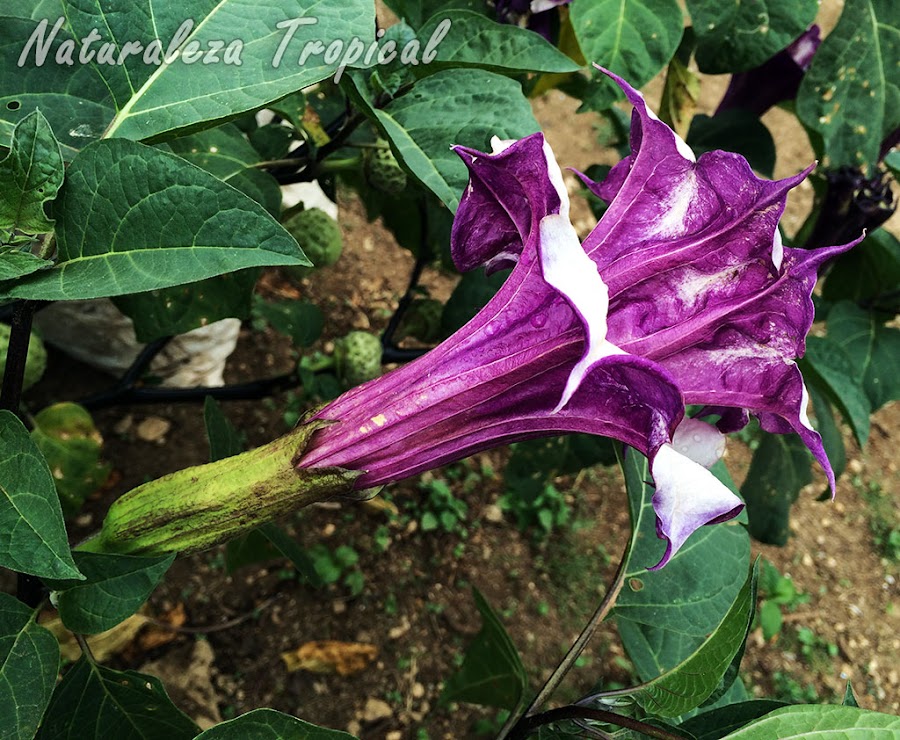 Flor de la Trompeta del Diablo, Datura metel Double purple