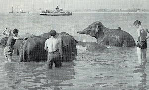 Bathing the circus elephants at Southsea