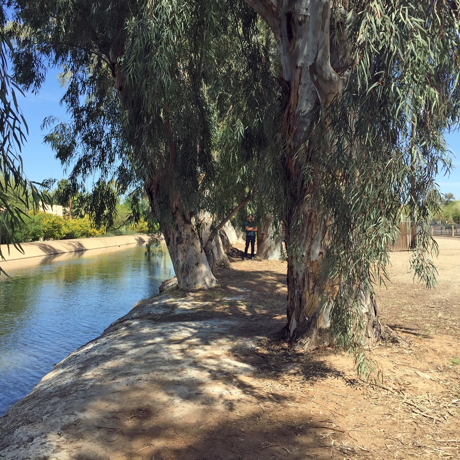 History Adventuring The eucalyptus trees of Phoenix, Arizona