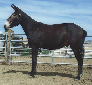 Happy Wallpaper: mule wallpaper