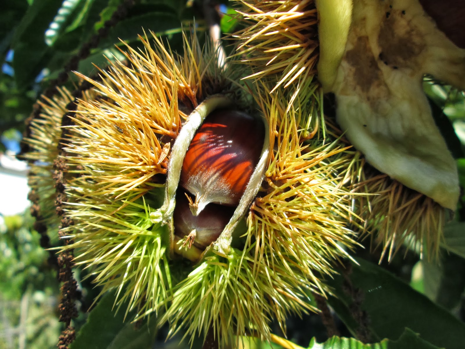 BlogDosForninhenses: Imagens de Castanhas