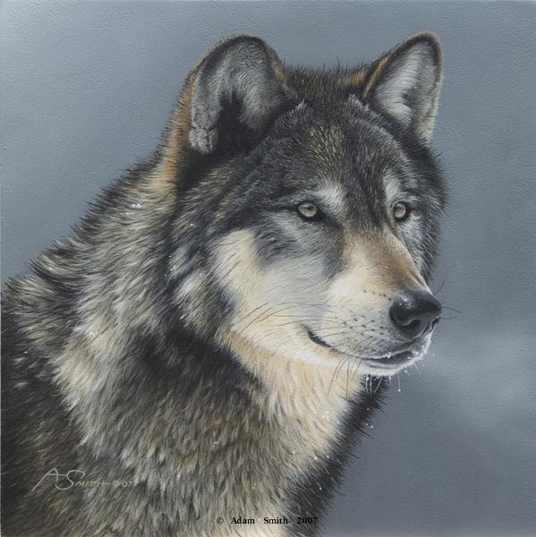 White Wolf : Daniel Smith - Amazing realistic American wildlife artist.