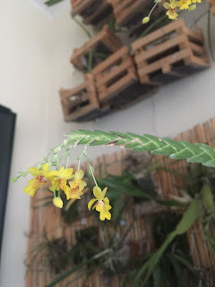 , Lockartia Lunifera, diarid'orchidee