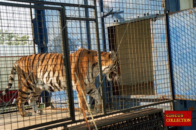 cage des tigres du cirque Louis Knie 