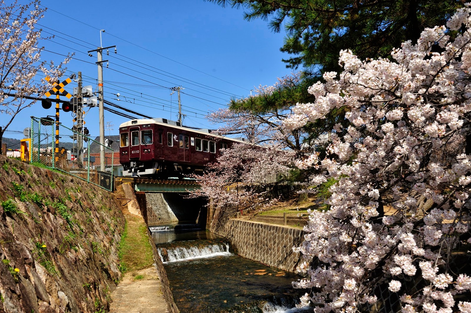 ブロガー 芦屋から 日本さくらの名所100選 夙川公園の桜