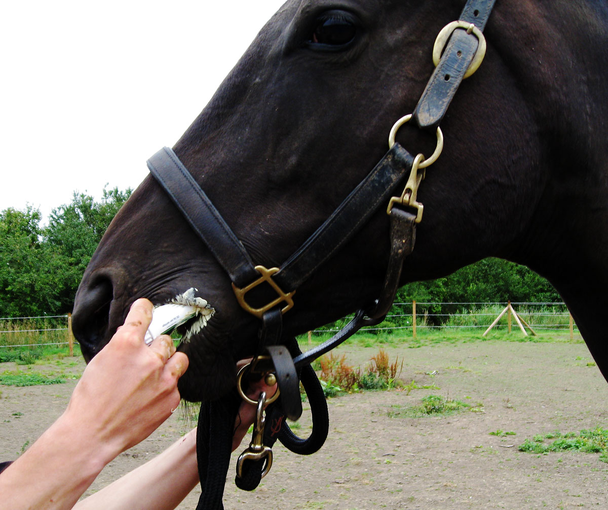 My Equestrian World Worming Time