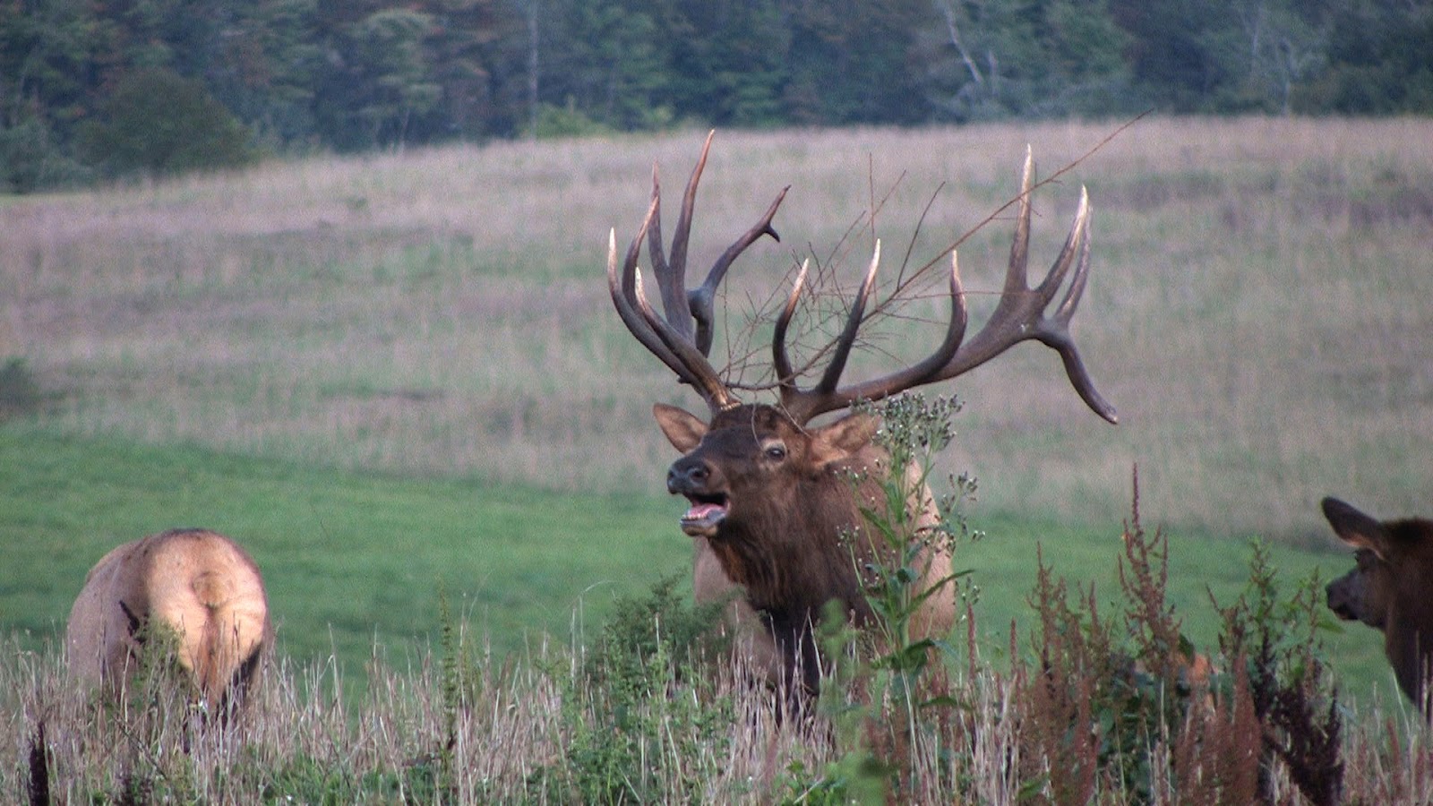 Pennsylvania Wildlife Photographer Hunt Zone Specific Elk License