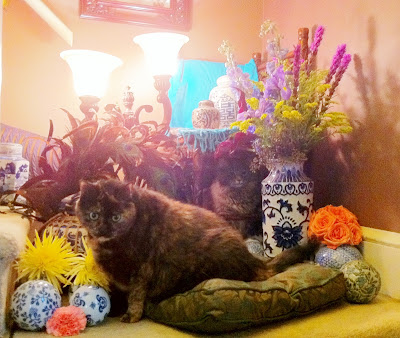 Cats and flowers - Stein Your Florist Co.